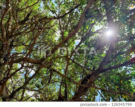 從森林內部看到的天空。陽光透過沖繩的 Gajumaru 樹照射進來。 從森林內部看到的天空。陽光透過沖繩的 Gajumaru 樹照射進來。 126345799