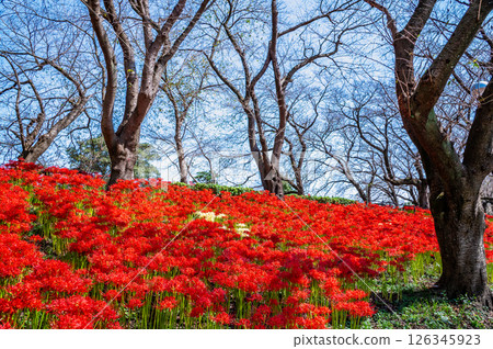 Manjushage flowers at the Satte Gongendo Temple embankment in Saitama 126345923