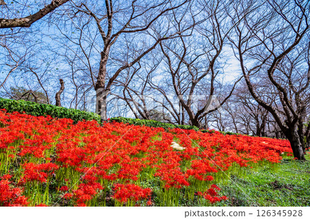 Manjushage flowers at the Satte Gongendo Temple embankment in Saitama 126345928