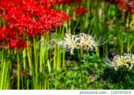Manjushage flowers at the Satte Gongendo Temple embankment in Saitama 126345929