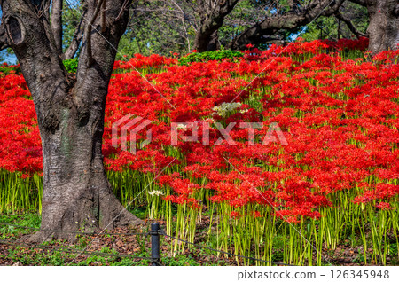 Manjushage flowers at the Satte Gongendo Temple embankment in Saitama 126345948