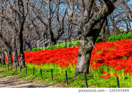 Manjushage flowers at the Satte Gongendo Temple embankment in Saitama 126345949