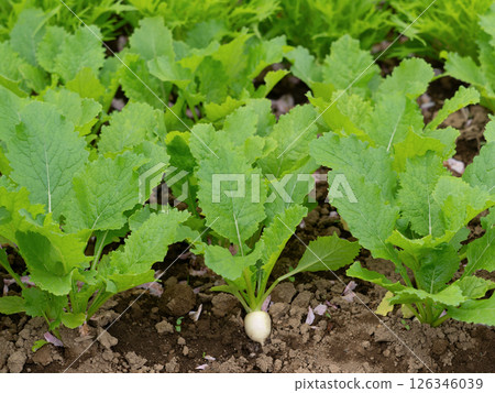 Cultivation of turnips Cultivation of turnips 126346039