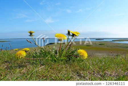 Yellow dandelions in Iceland. Icelandic summer. Yellow dandelions in Iceland. Icelandic summer. 126346111