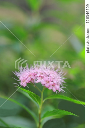 小粉紅繡線菊花 126346309