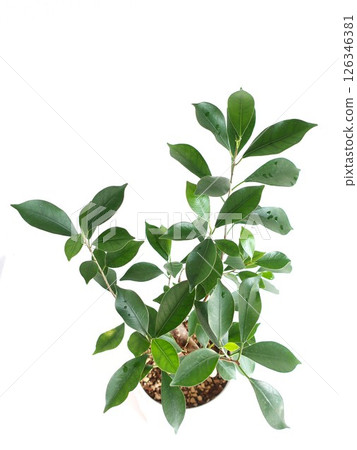 Gajumaru (banyan tree) ornamental plant Gajumaru (banyan tree) ornamental plant 126346381