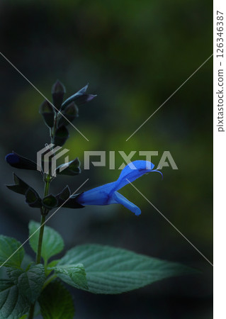 Blue Salvia guaranitica Blue Salvia guaranitica 126346387