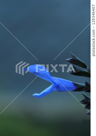 Bluebird-like Salvia guaranitica Bluebird-like Salvia guaranitica 126346407
