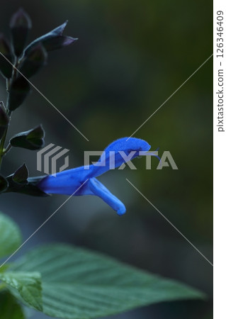 Blue Salvia guaranitica Blue Salvia guaranitica 126346409