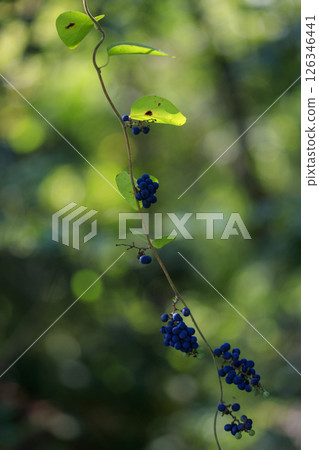 Autumn forest scenery: Purple iris fruit 126346441