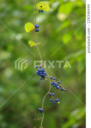 Autumn forest scenery: Purple iris fruit 126346444