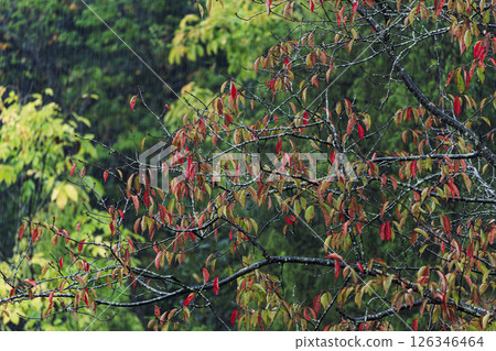 Autumn forest scenery: Rain falling on red cherry blossoms Autumn forest scenery: Rain falling on red cherry blossoms 126346464