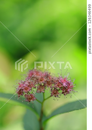 紅色繡線花 126346499