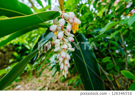 Alpinia zerumbet flowers, Okinawa Prefecture 126346558