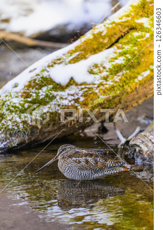A green sandpiper in a mountain stream A green sandpiper in a mountain stream 126346603