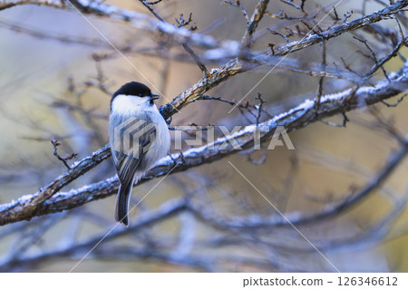 Chickadee in winter 126346612