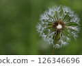 Close-up of a dandelion seedhead against a soft green blurred background 126346696