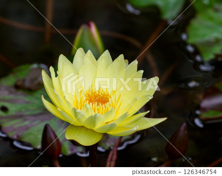 Yellow water lily in late summer 126346754