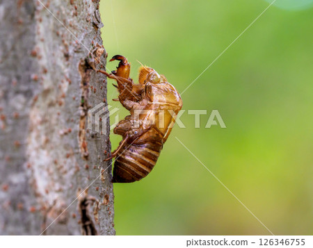 Cicada shells that survived until late summer 126346755