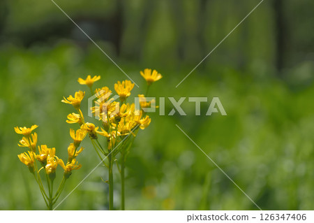 Hakone Botanical Garden Butterweed Hakone Botanical Garden Butterweed 126347406