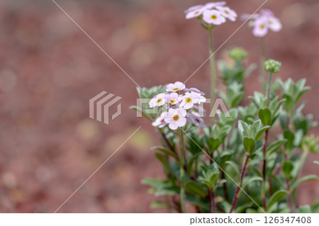 Hakone Wetlands Flower Garden Androsacea pilosa Hakone Wetlands Flower Garden Androsacea pilosa 126347408