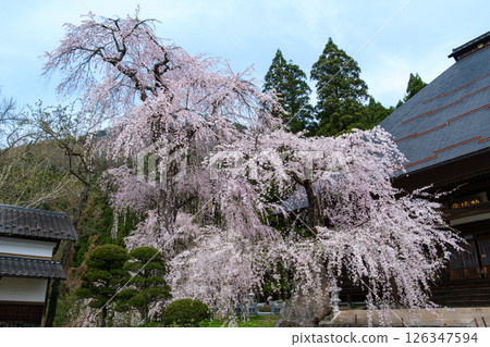 Choshinoji的垂枝櫻花 Choshinoji的垂枝櫻花 126347594