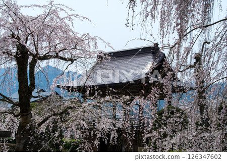 佛教櫻花和鍾樓 126347602