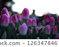 Fantastic tulip flower field - Beautiful spring scenery 126347846