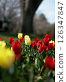 Fantastic tulip flower field - Beautiful spring scenery 126347847