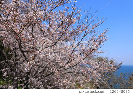 櫻花盛開的岬亞子 126348025