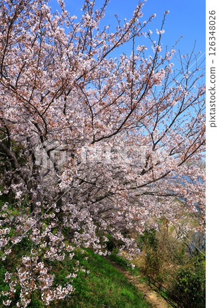 櫻花盛開的岬亞子 126348026