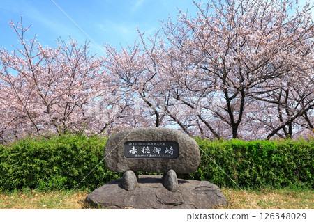 櫻花盛開的岬亞子 櫻花盛開的岬亞子 126348029