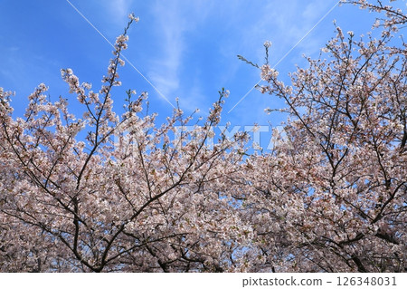 櫻花盛開的岬亞子 126348031