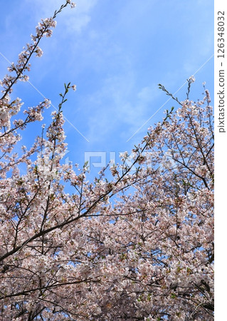Ako Misaki Cherry blossoms in full bloom 126348032
