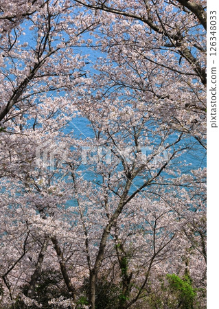 Ako Misaki Cherry blossoms in full bloom Ako Misaki Cherry blossoms in full bloom 126348033