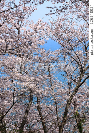 Ako Misaki Cherry blossoms in full bloom Ako Misaki Cherry blossoms in full bloom 126348034
