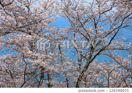 Ako Misaki Cherry blossoms in full bloom Ako Misaki Cherry blossoms in full bloom 126348035