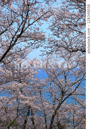 Ako Misaki Cherry blossoms in full bloom Ako Misaki Cherry blossoms in full bloom 126348036