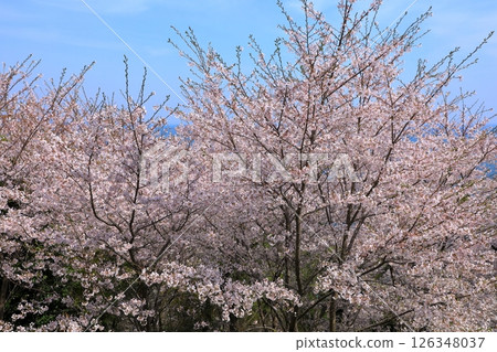 Ako Misaki Cherry blossoms in full bloom Ako Misaki Cherry blossoms in full bloom 126348037