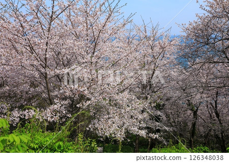 櫻花盛開的岬亞子 126348038