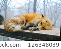 Mysterious and adorable fox photos 126348039