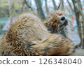 Mysterious and adorable fox photos 126348040