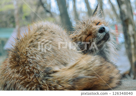 Mysterious and adorable fox photos 126348040