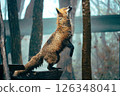 Mysterious and adorable fox photos 126348041