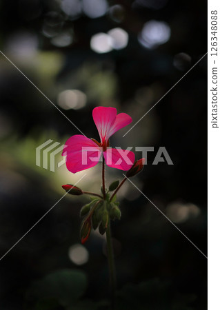 Red ivy geranium flowers blooming in the sunlight 126348088