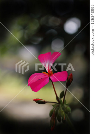 紅色常春藤天竺葵 126348093