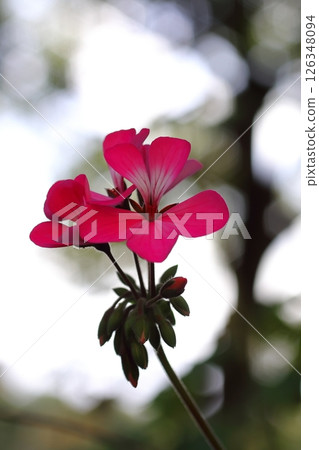 Red ivy geranium 126348094