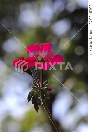 Red ivy geranium flower Red ivy geranium flower 126348102