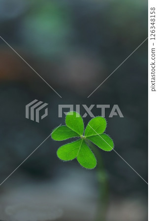 小心形的毛毛蟲葉子 126348158