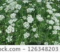 A field of white Orlea flowers 126348203